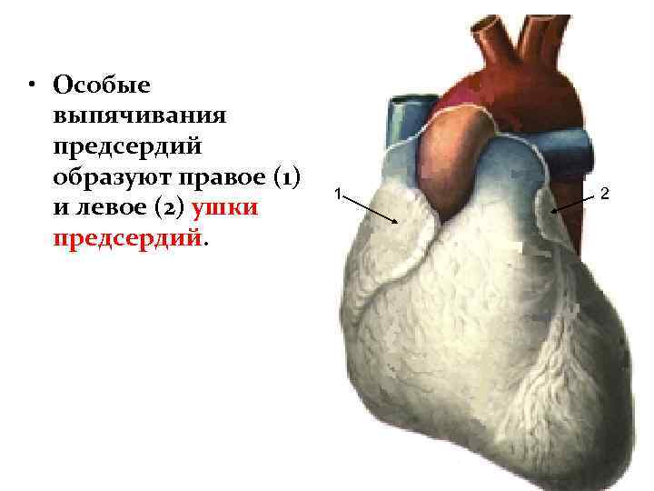  • Особые выпячивания предсердий образуют правое (1) и левое (2) ушки предсердий. 1