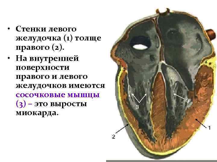  • Стенки левого желудочка (1) толще правого (2). • На внутренней поверхности правого