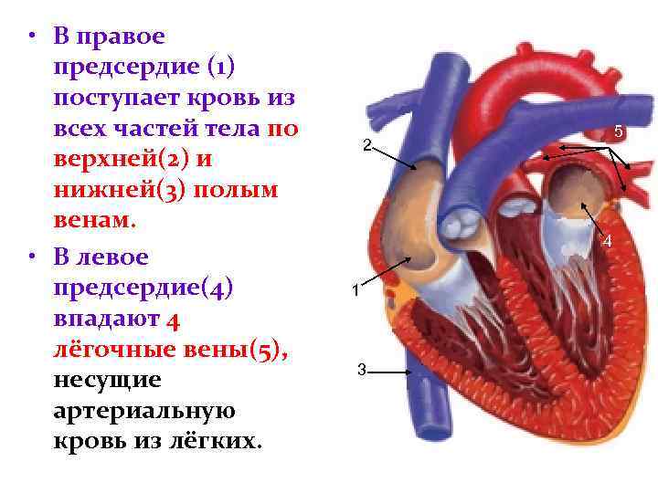  • В правое предсердие (1) поступает кровь из всех частей тела по верхней(2)