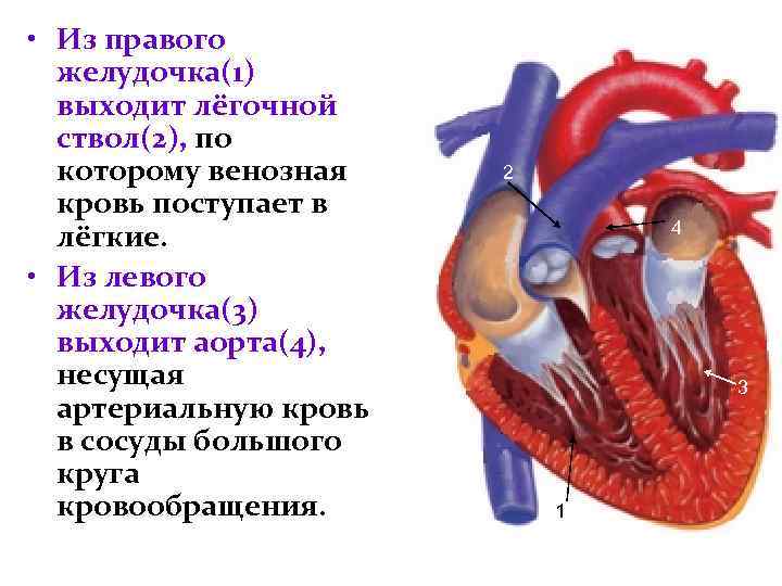  • Из правого желудочка(1) выходит лёгочной ствол(2), по которому венозная кровь поступает в