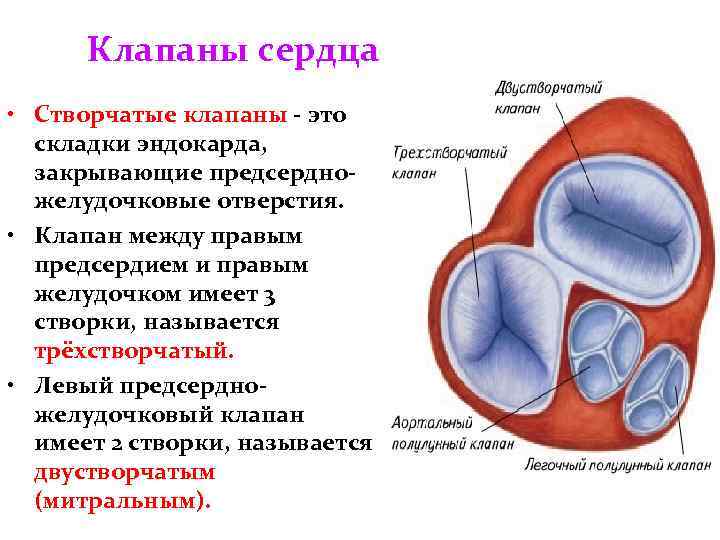 Клапаны сердца • Створчатые клапаны - это складки эндокарда, закрывающие предсердножелудочковые отверстия. • Клапан