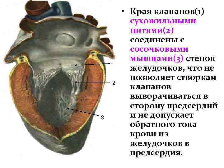 1 2 3 • Края клапанов(1) сухожильными нитями(2) соединены с сосочковыми мышцами(3) стенок желудочков,