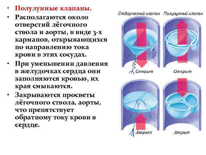  • Полулунные клапаны. • Располагаются около отверстий лёгочного ствола и аорты, в виде