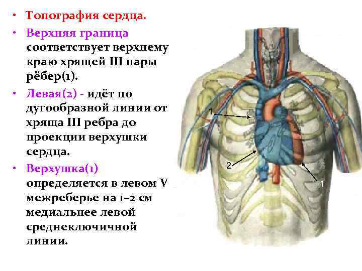  • Топография сердца. • Верхняя граница соответствует верхнему краю хрящей III пары рёбер(1).