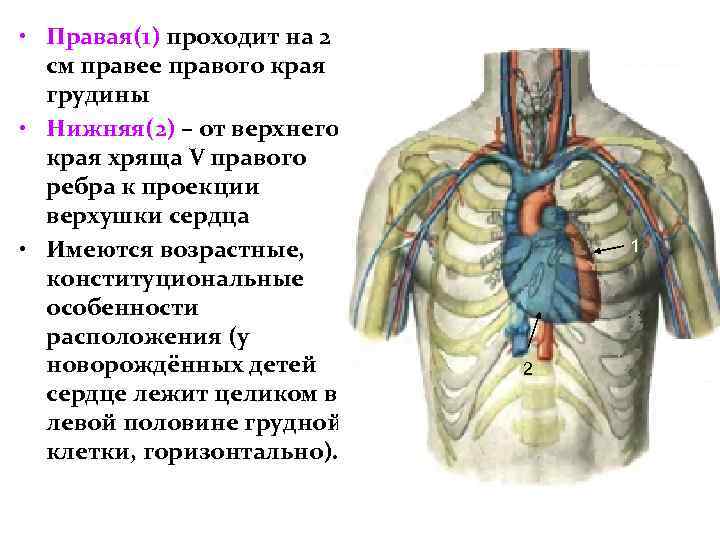  • Правая(1) проходит на 2 см правее правого края грудины • Нижняя(2) –