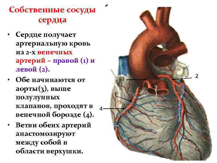 Собственные сосуды сердца • Сердце получает артериальную кровь из 2 -х венечных артерий –