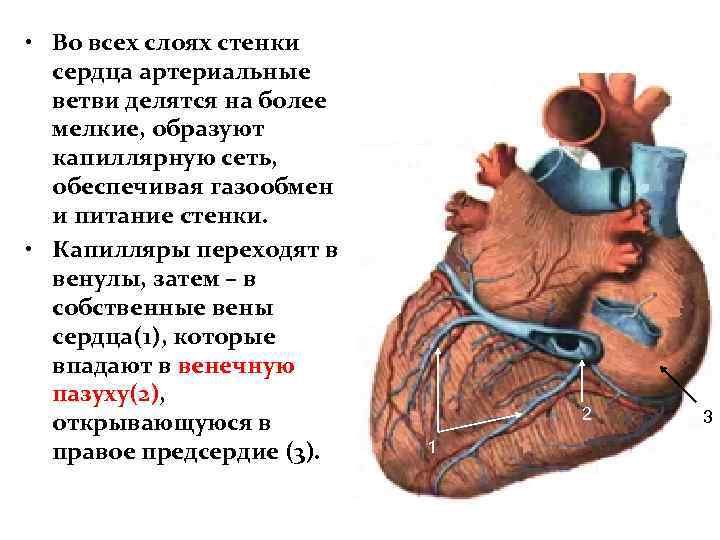  • Во всех слоях стенки сердца артериальные ветви делятся на более мелкие, образуют