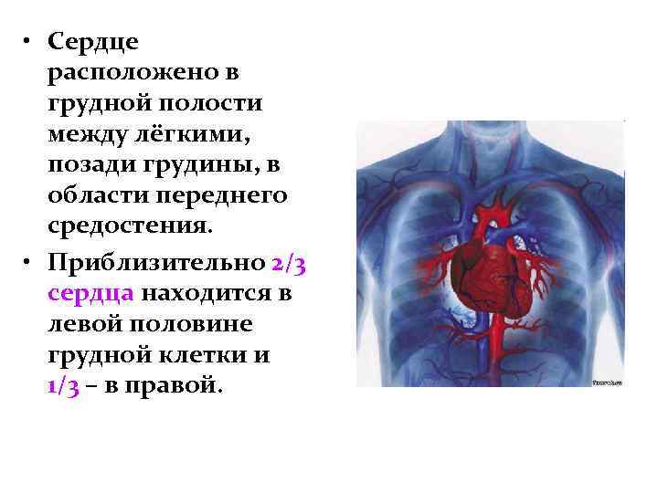  • Сердце расположено в грудной полости между лёгкими, позади грудины, в области переднего