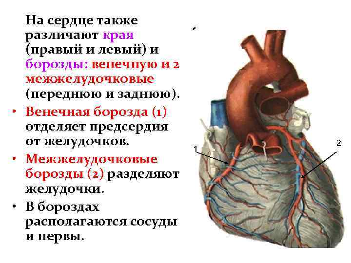 На сердце также различают края (правый и левый) и борозды: венечную и 2 межжелудочковые