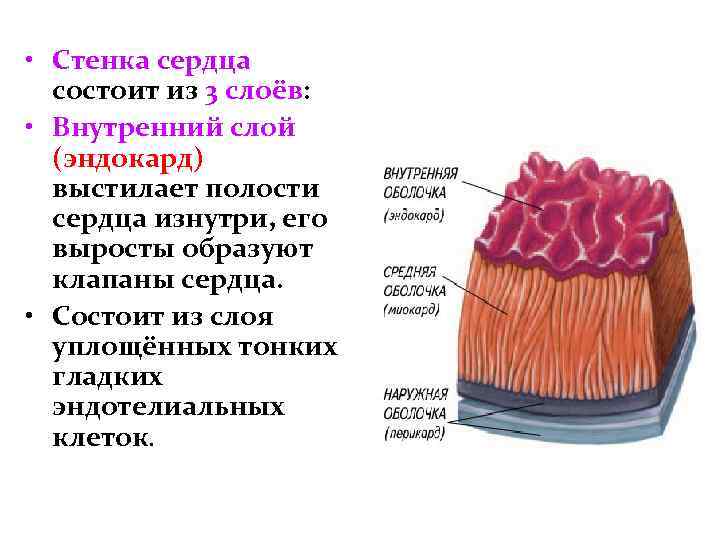  • Стенка сердца состоит из 3 слоёв: • Внутренний слой (эндокард) выстилает полости