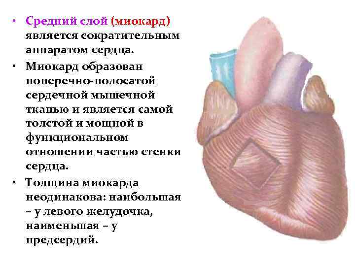  • Средний слой (миокард) является сократительным аппаратом сердца. • Миокард образован поперечно-полосатой сердечной