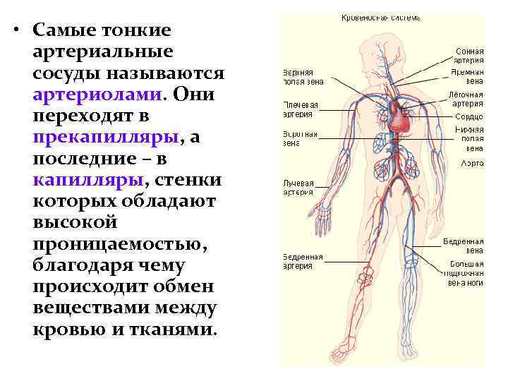  • Самые тонкие артериальные сосуды называются артериолами. Они переходят в прекапилляры, а последние