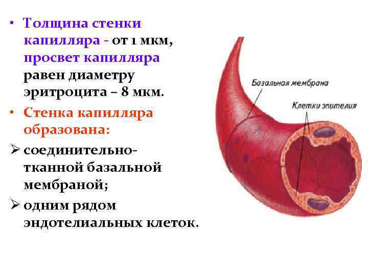 Диаметр капилляра. Стенки клубочковых капилляров образуют *. Толщина стенки капилляра составляет. Строение стенки капилляра. Толщина стенок сосудов капилляров эластичность.