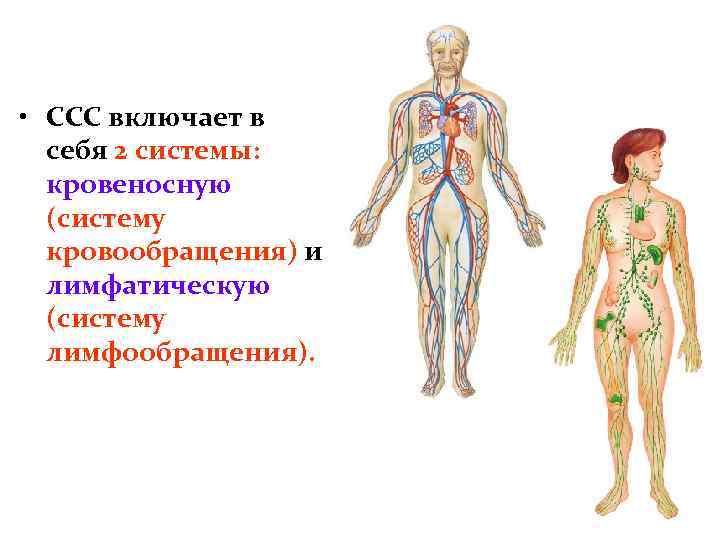 Общие вопросы анатомии и физиологии. Кровеносная и лимфатическая системы. Сосудистая система человека. Лимфатическая система с кровообращением. Схема кровеносной и лимфатической системы.