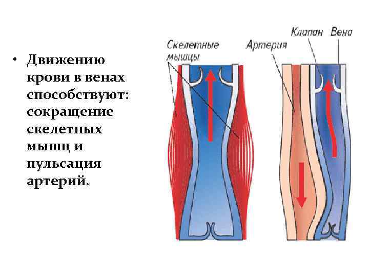 Клапан вены не работает