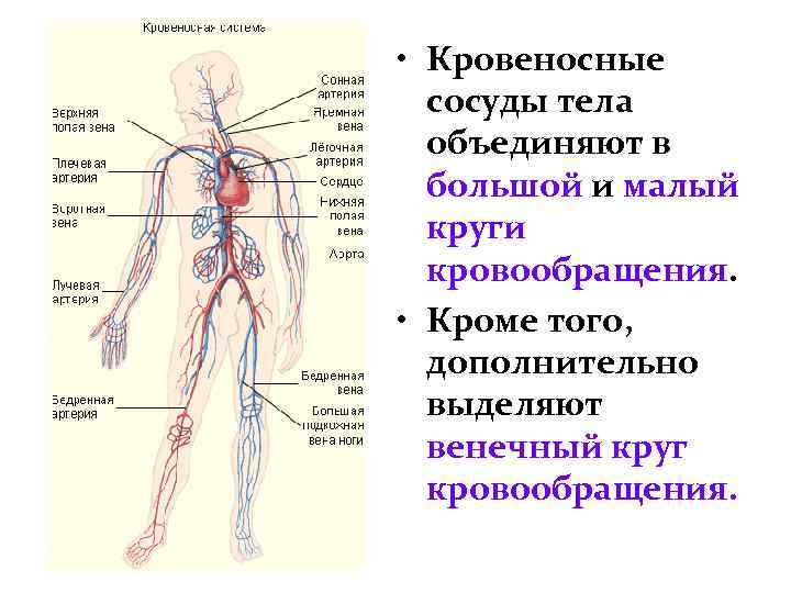 Вены и артерии схема