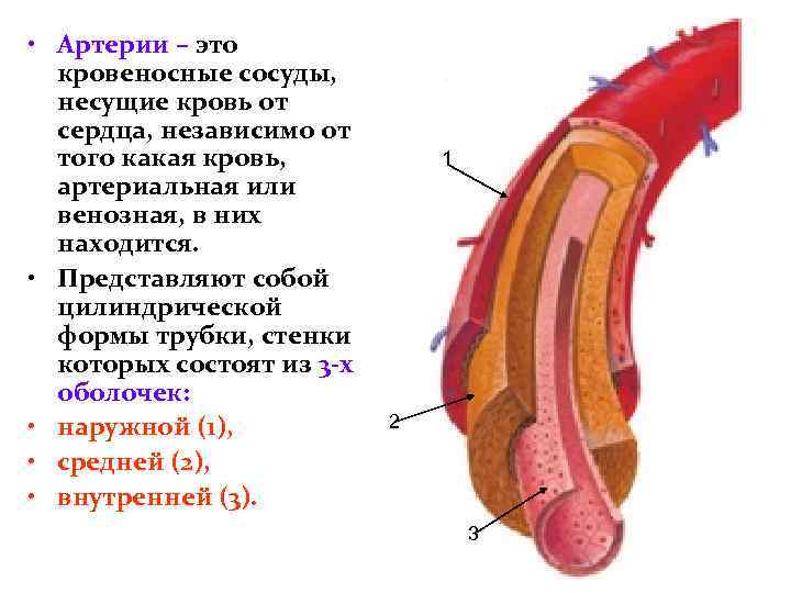 Как называется кровеносный сосуд отмеченный на рисунке буквой б