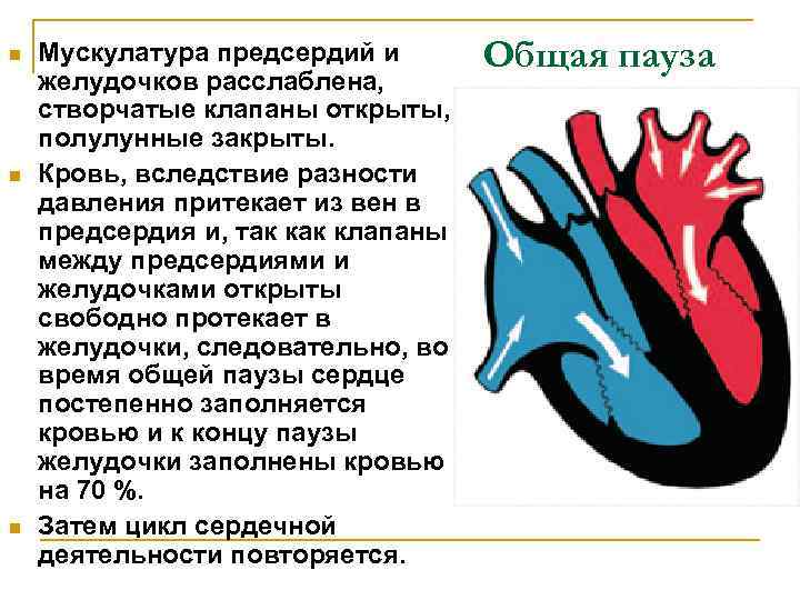 n n n Мускулатура предсердий и желудочков расслаблена, створчатые клапаны открыты, полулунные закрыты. Кровь,