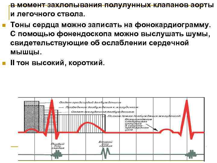 n n в момент захлопывания полулунных клапанов аорты и легочного ствола. Тоны сердца можно