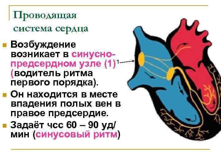 Проводящая система сердца n n n Возбуждение возникает в синуснопредсердном узле (1) 1 (водитель