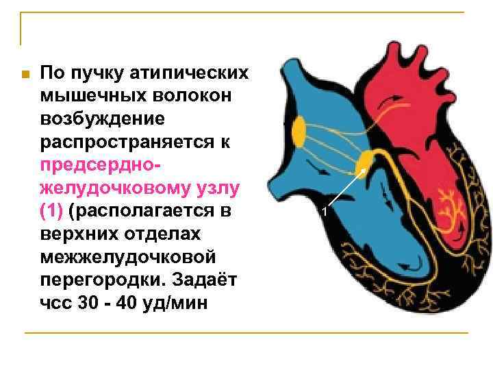 n По пучку атипических мышечных волокон возбуждение распространяется к предсердножелудочковому узлу (1) (располагается в