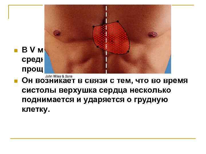 n n В V межреберье слева кнутри от среднеключичной линии можно прощупать сердечный толчок.