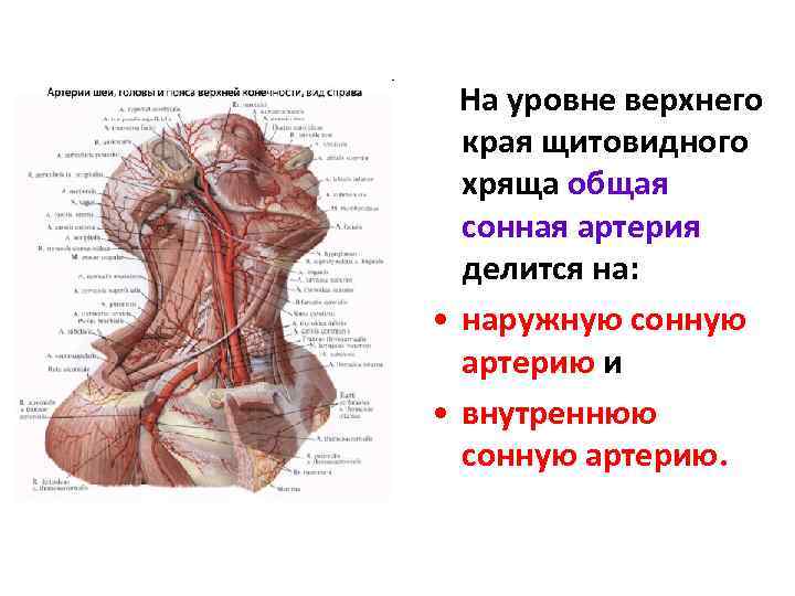 На уровне верхнего края щитовидного хряща общая сонная артерия делится на: • наружную сонную