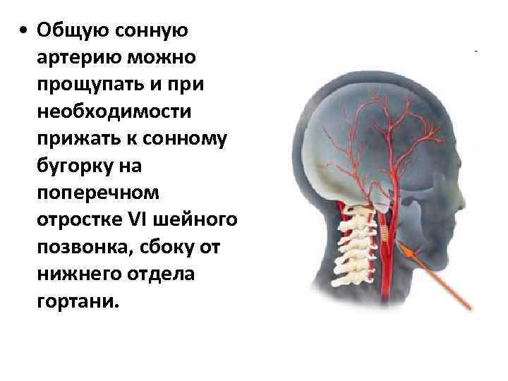 • Общую сонную артерию можно прощупать и при необходимости прижать к сонному бугорку
