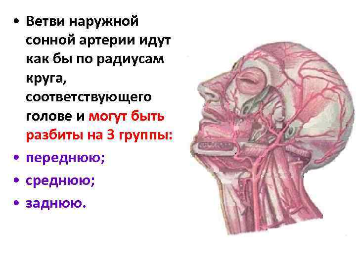  • Ветви наружной сонной артерии идут как бы по радиусам круга, соответствующего голове