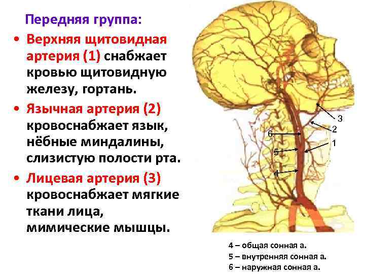 Передняя группа: • Верхняя щитовидная артерия (1) снабжает кровью щитовидную железу, гортань. • Язычная