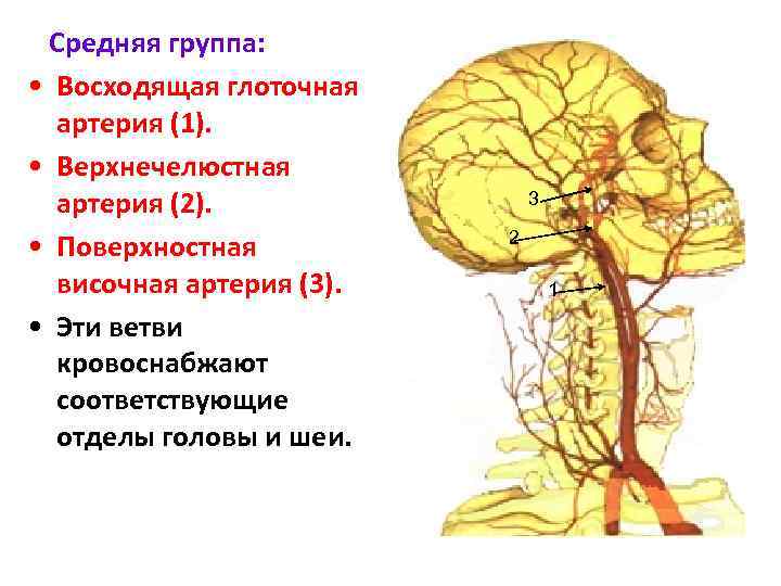 Средняя группа: • Восходящая глоточная артерия (1). • Верхнечелюстная артерия (2). • Поверхностная височная