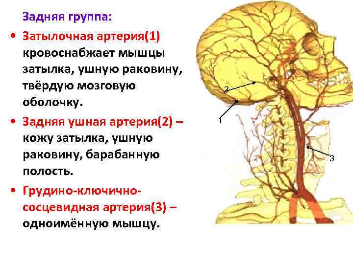 Задняя группа: • Затылочная артерия(1) кровоснабжает мышцы затылка, ушную раковину, твёрдую мозговую оболочку. •
