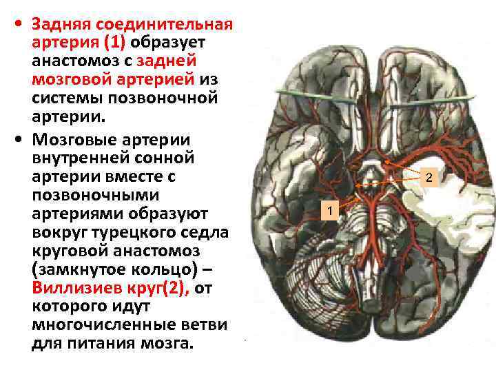  • Задняя соединительная артерия (1) образует анастомоз с задней мозговой артерией из системы