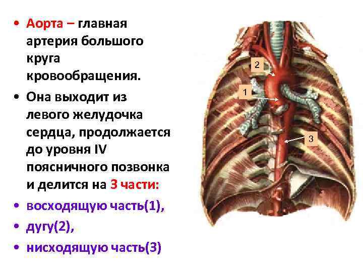 Артериальная система человека анатомия схема