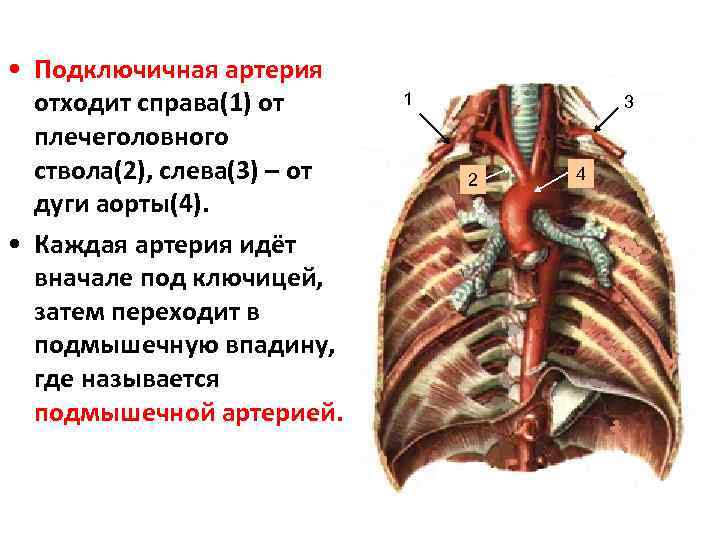 Легочная артерия отходит от. Подключичная артерия. Левая подключичная артерия. Левая подключичная артерия анатомия. Левая подключичная артерия отходит от.