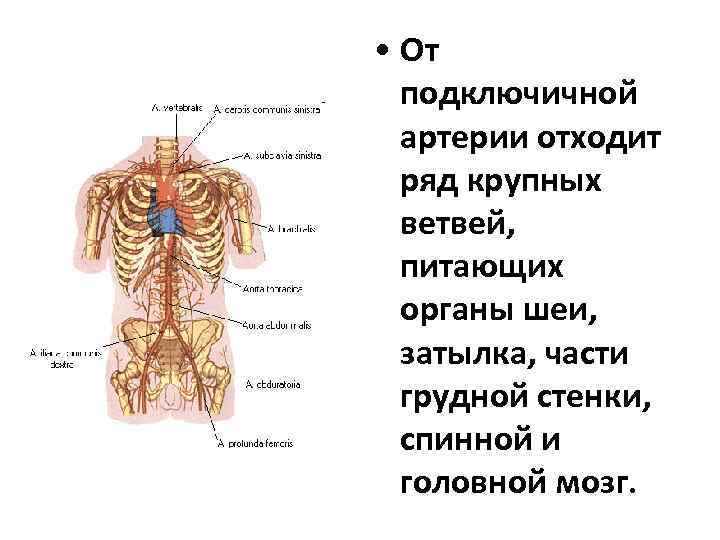  • От подключичной артерии отходит ряд крупных ветвей, питающих органы шеи, затылка, части