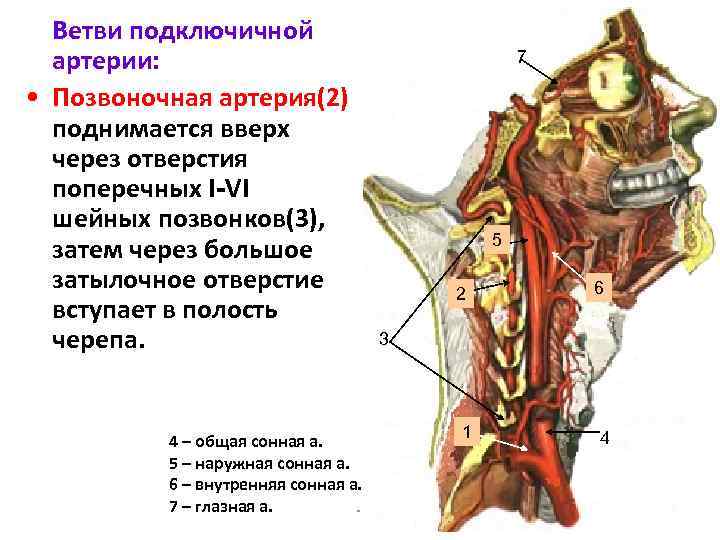 Устье правой подключичной артерии схема