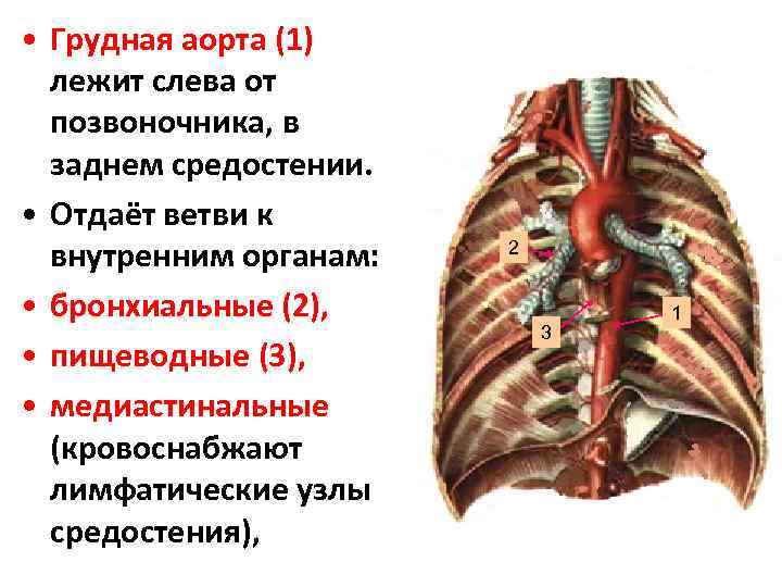 Грудная часть аорты схема