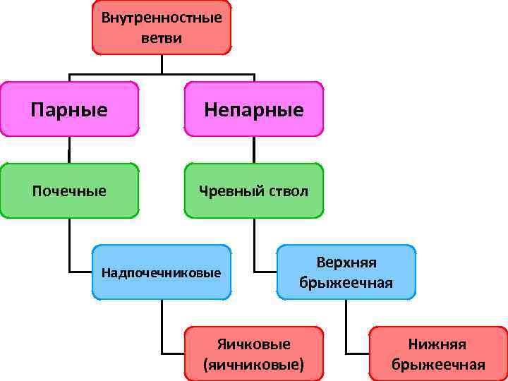 Внутренностные ветви Парные Непарные Почечные Чревный ствол Надпочечниковые Верхняя брыжеечная Яичковые (яичниковые) Нижняя брыжеечная