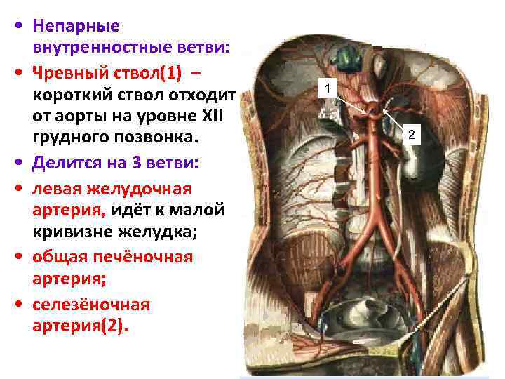  • Непарные внутренностные ветви: • Чревный ствол(1) – короткий ствол отходит от аорты