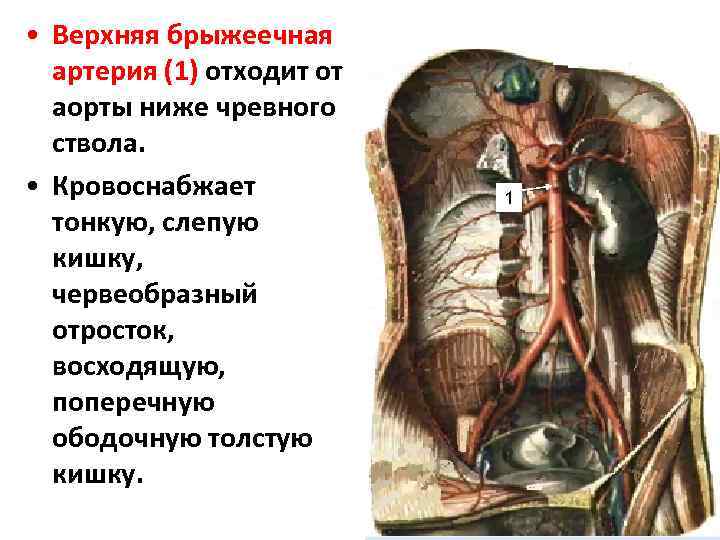  • Верхняя брыжеечная артерия (1) отходит от аорты ниже чревного ствола. • Кровоснабжает