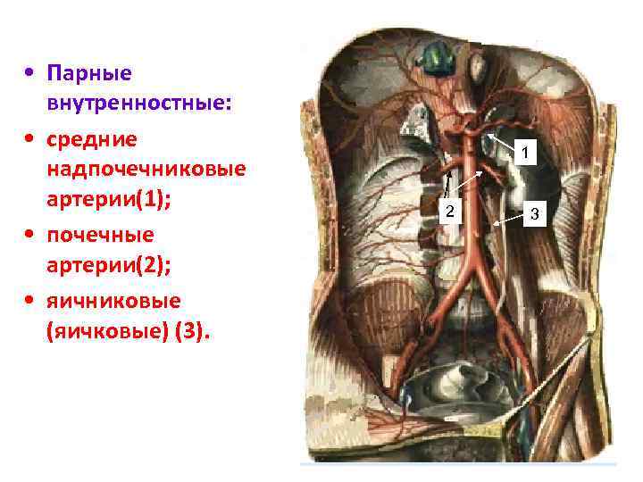 Артерии человека схема