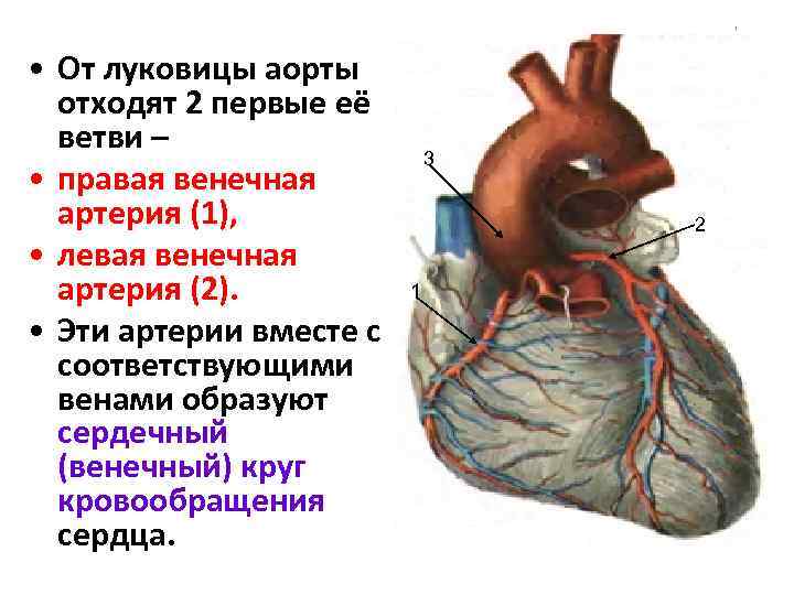 Артериальная система человека анатомия схема