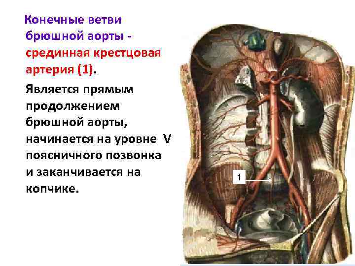 Конечные ветви брюшной аорты срединная крестцовая артерия (1). Является прямым продолжением брюшной аорты, начинается