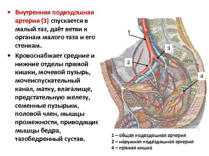  • Внутренняя подвздошная артерия (3) спускается в малый таз, даёт ветви к органам