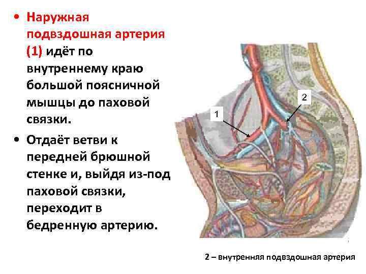  • Наружная подвздошная артерия (1) идёт по внутреннему краю большой поясничной мышцы до