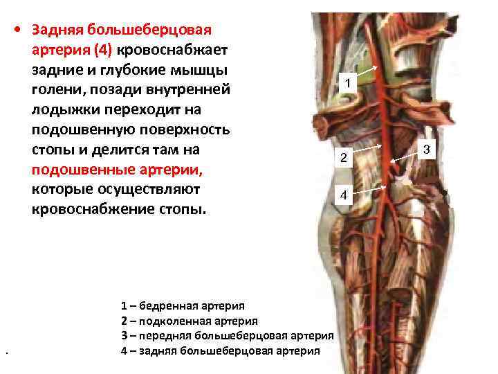  • Задняя большеберцовая артерия (4) кровоснабжает задние и глубокие мышцы голени, позади внутренней