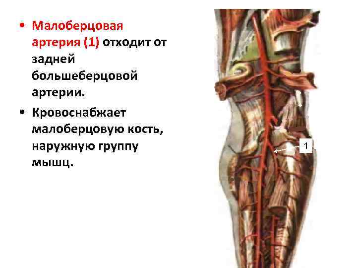 • Малоберцовая артерия (1) отходит от задней большеберцовой артерии. • Кровоснабжает малоберцовую кость,