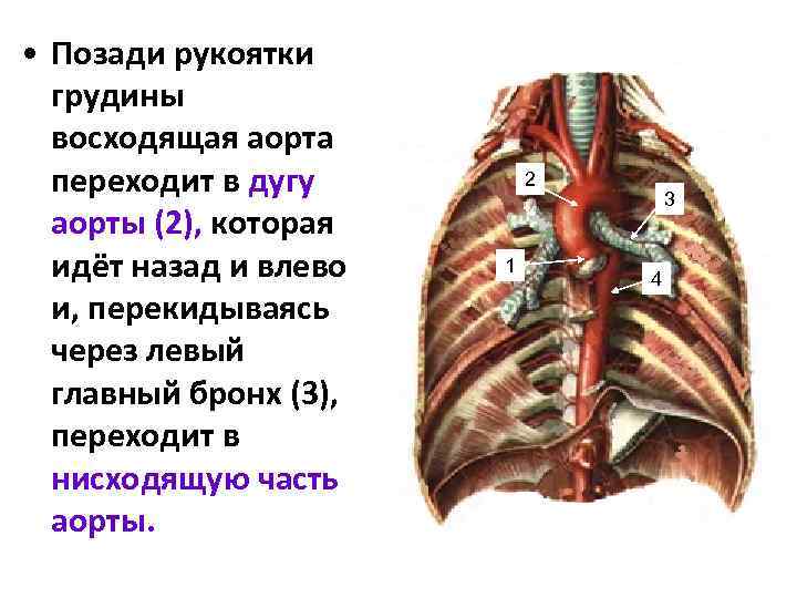  • Позади рукоятки грудины восходящая аорта переходит в дугу аорты (2), которая идёт