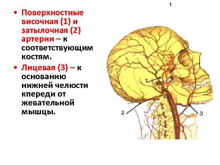 Височный артериит фото